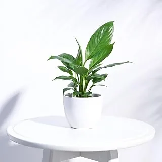 UGAOO Apple Ceramic Pot (Small, White) - (10cm x 10cm x 8cm) UGAOO Apple Ceramic Pot (Small, White) - (10cm x 10cm x 8cm)